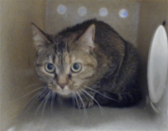 Photo of STEELA (CAT)