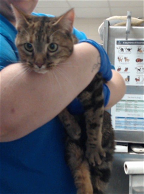 Photo of LUNA (CAT)