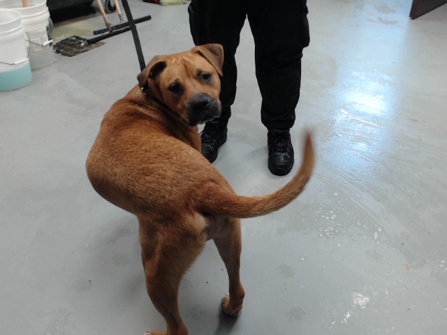 Photo of CHARLIE (DOG)