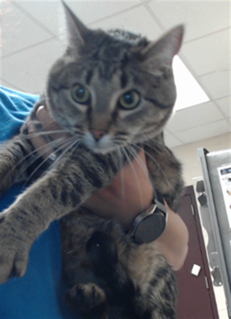 Photo of SADIE (CAT)
