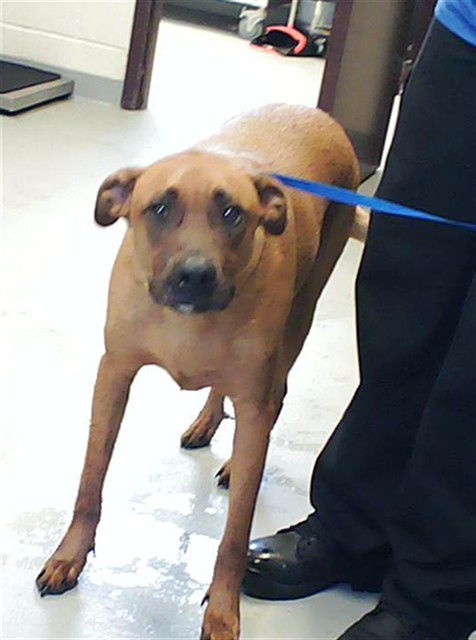 Photo of JOKER (DOG)