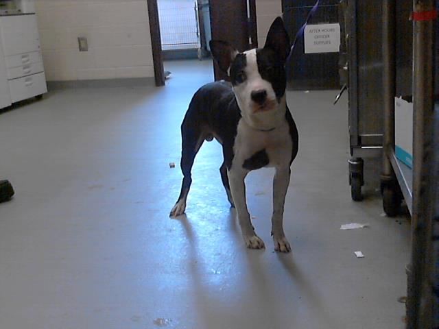 ID#A422581