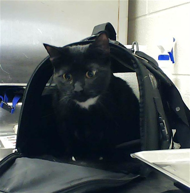 Photo of ROSCOE (CAT)