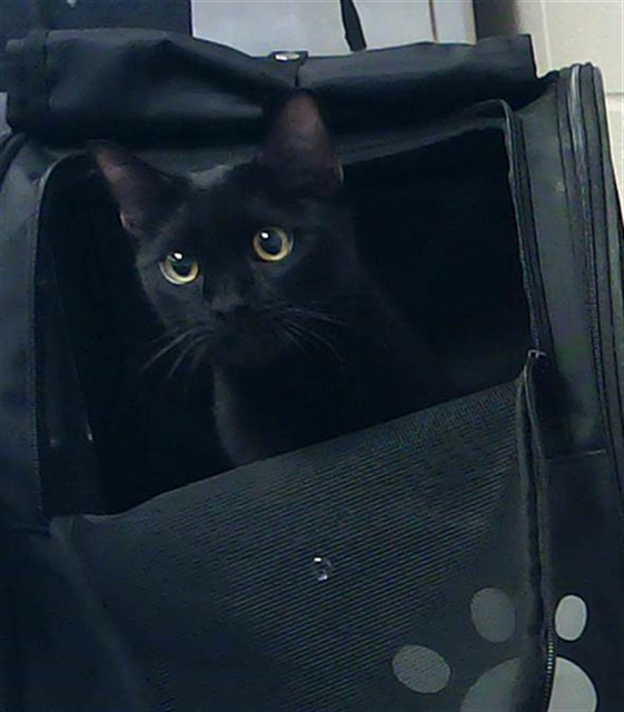 Photo of ACE (CAT)