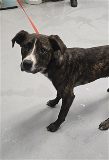 Photo of ZULA (DOG)