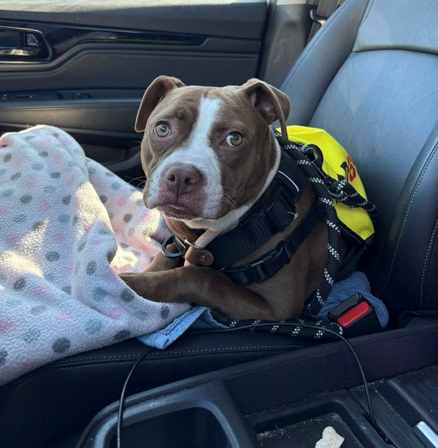 Photo of HAZEL (DOG)