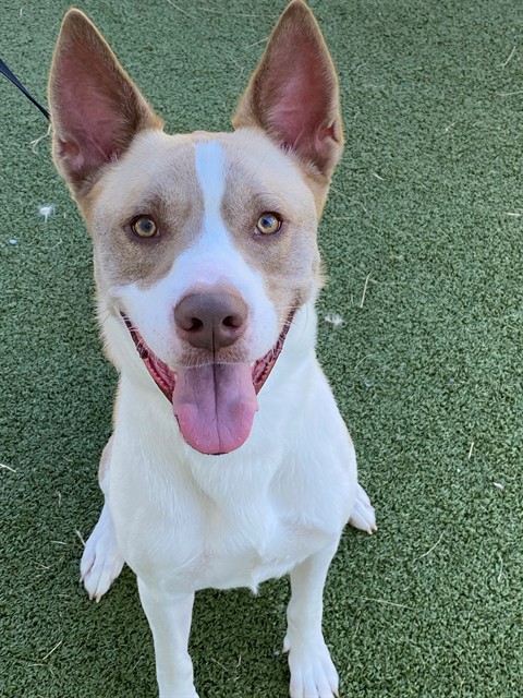 Photo of SCOOBY (DOG)