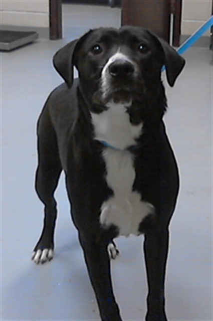 Photo of PANDORA (DOG)