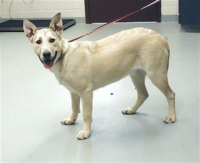 Photo of UNKNOWN (DOG)