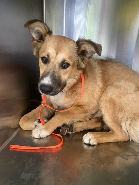 Photo of LEMON POUND CAKE (DOG)