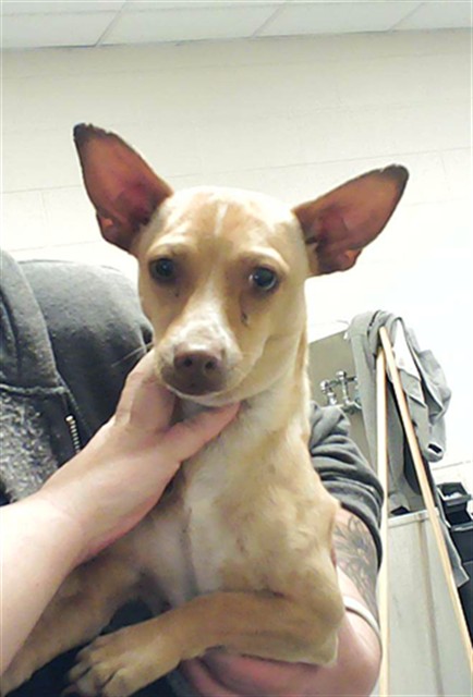 Photo of JOSEPH FOREMAN (DOG)