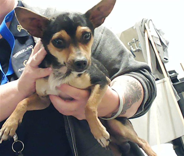 Photo of RANDY WALTERS (DOG)