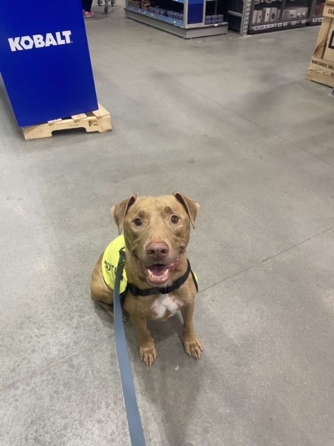 Photo of REBEL (DOG)