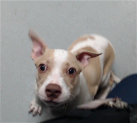 Photo of ROCKY (DOG)