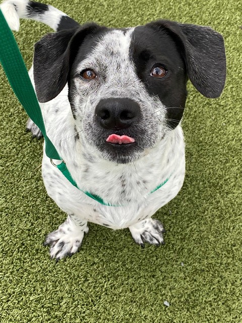 Photo of WESSON (DOG)
