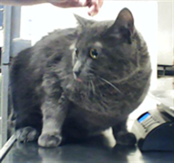 Photo of PEPE (CAT)