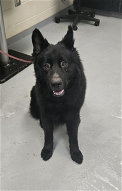 Photo of ZEUS (DOG)