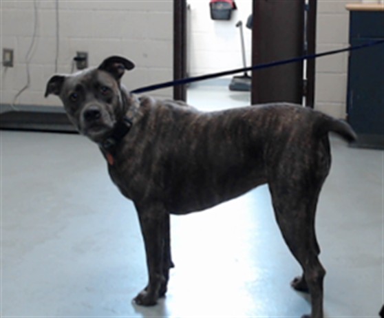 Photo of DAVINA (DOG)