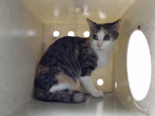 Photo of ANEKO (CAT)