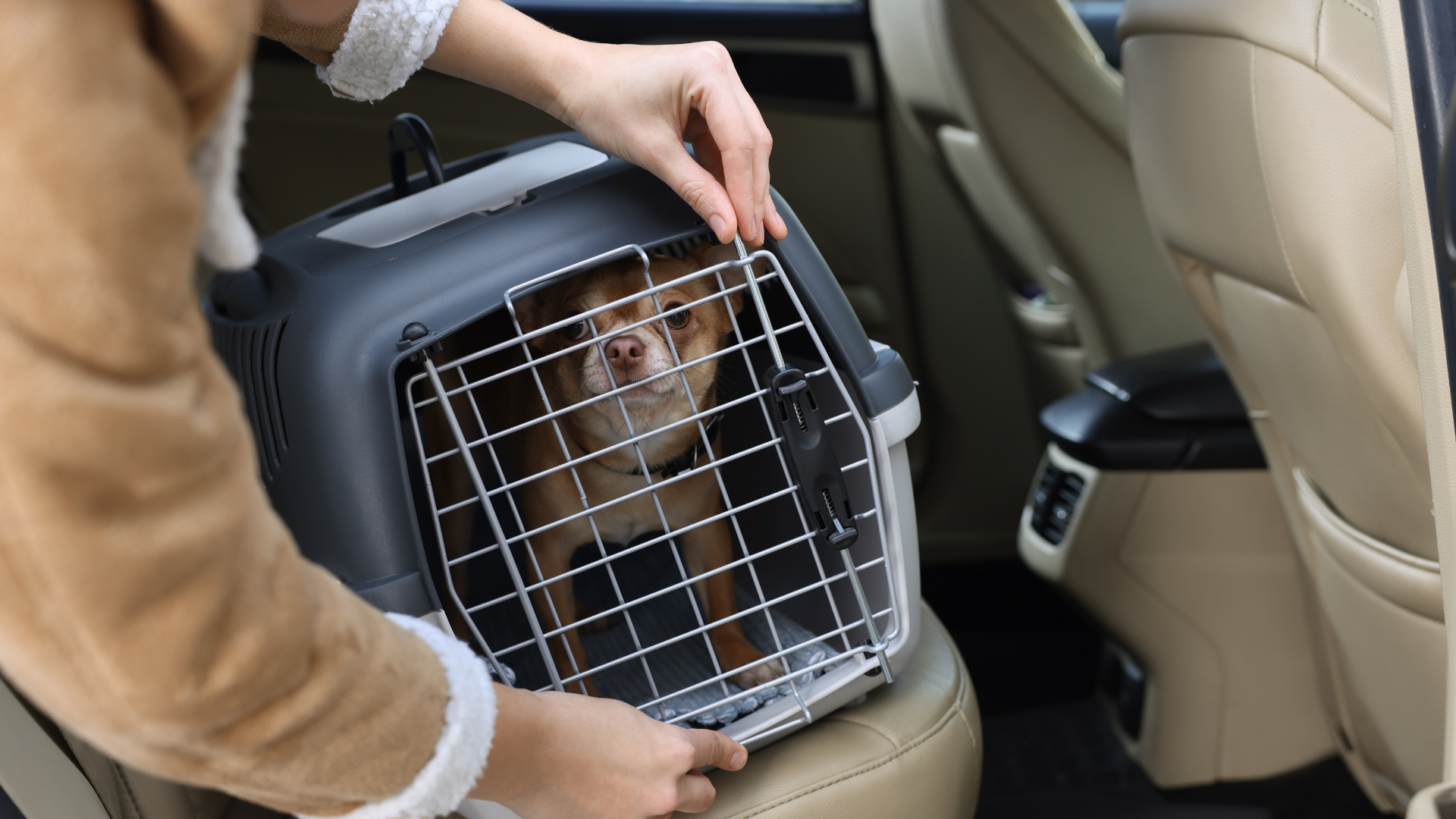 Emergency preparedness for pets & livestock.