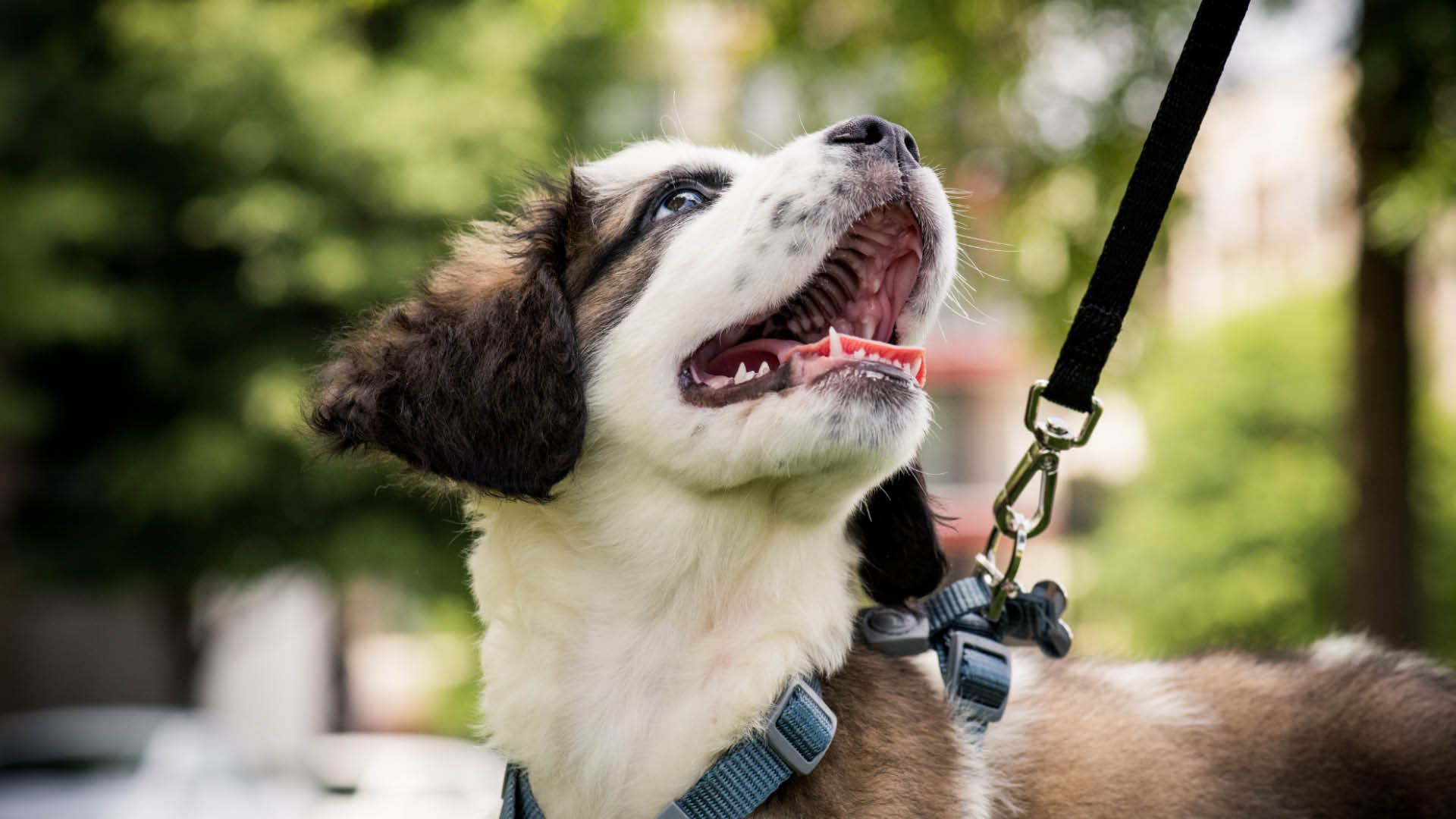 Information on responsible pet ownership.