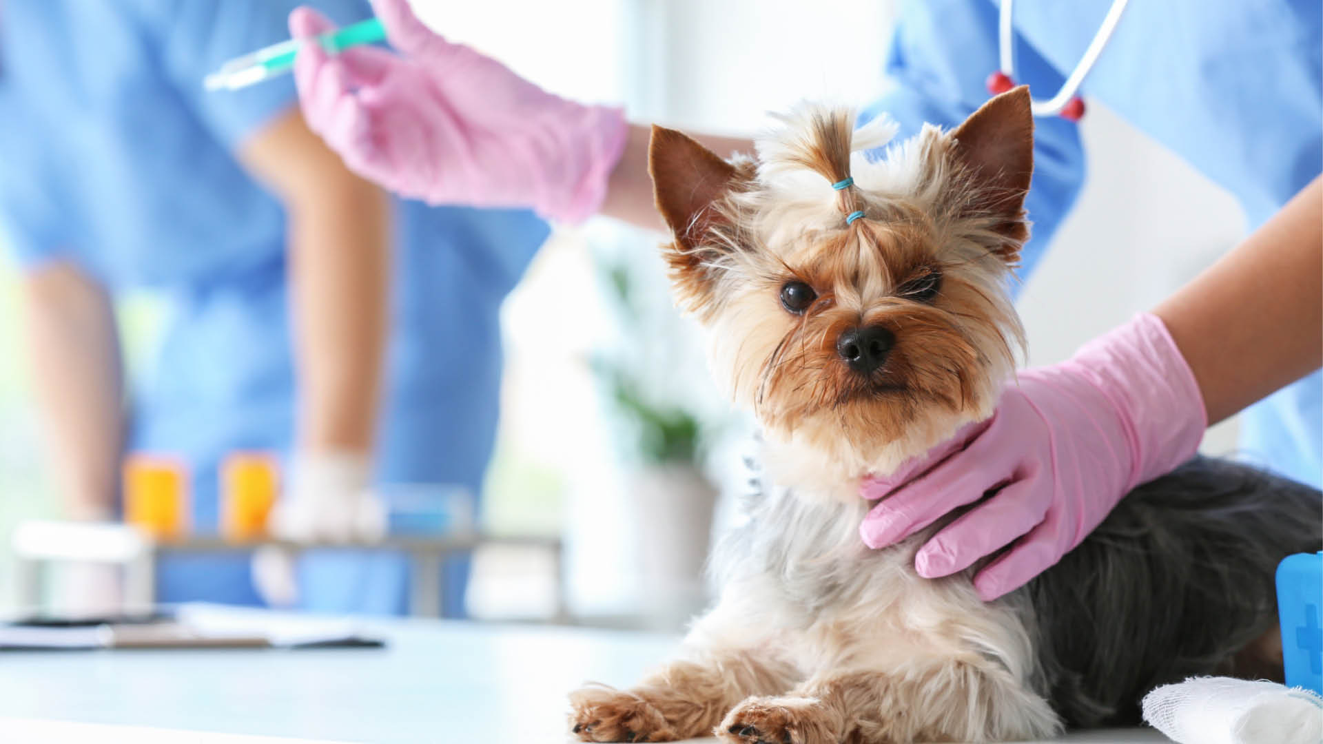 Rabies vaccination information.