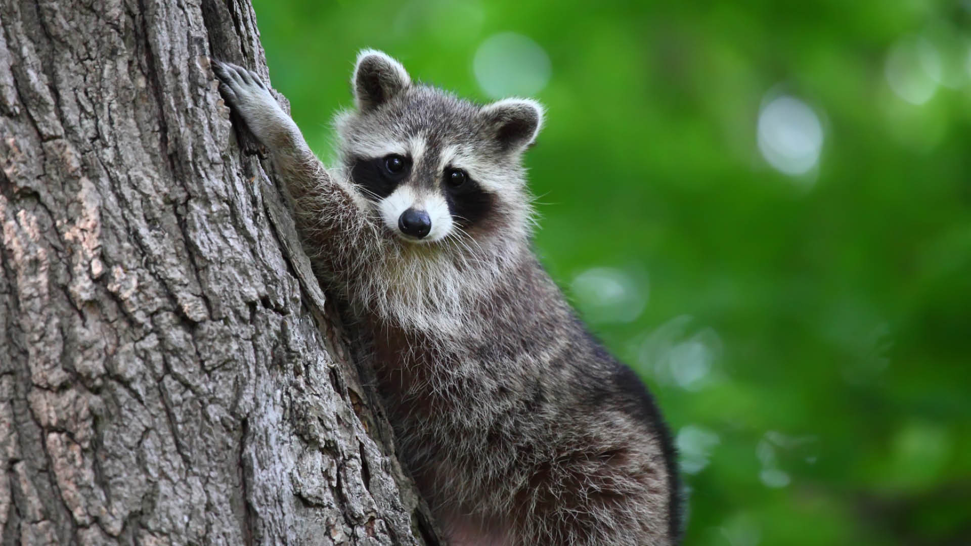 Wildlife information.