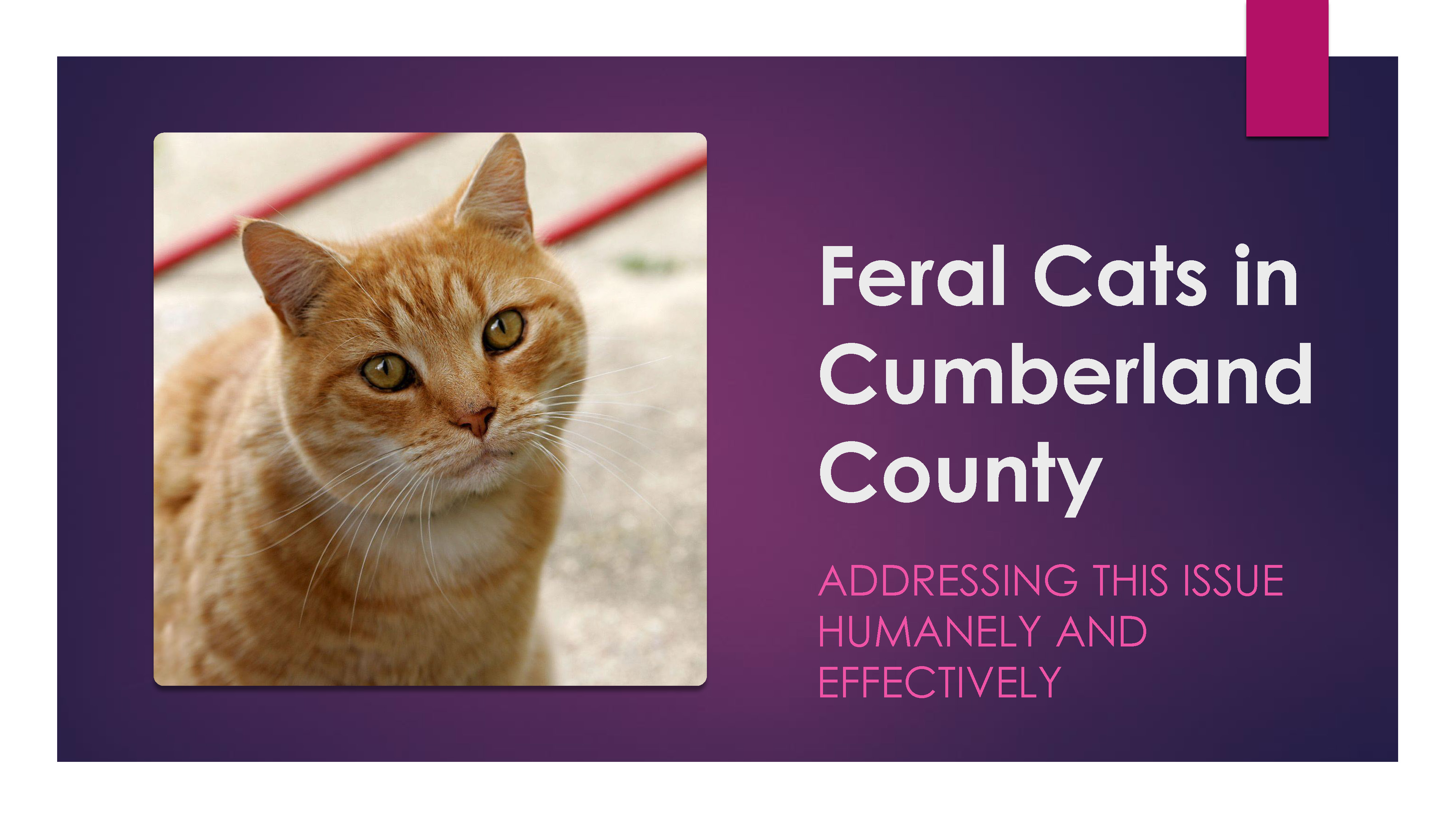 Learn about the Trap Neuter Vaccinate Release program.
